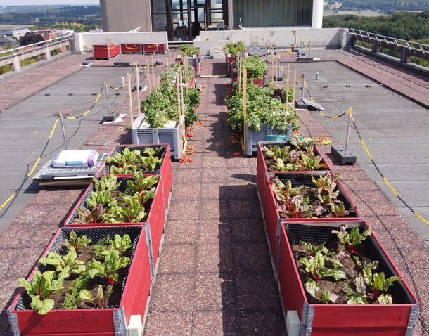 Drohnenaufnahme der Hochbeete der Projektstudie OnTop auf dem Dach des C-Gebäudes der Hochschule