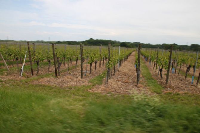 Wein, soweit das Auge reicht. Die Fahrt von Colmar nach Straßburg ging über die "Weinstraße"